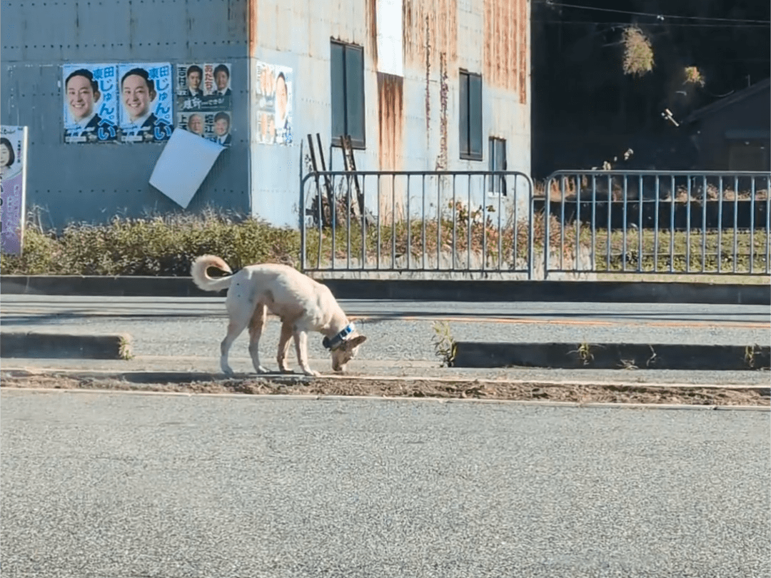 目撃された犬 目撃された犬