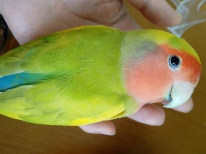レモンちゃん レモンちゃん
