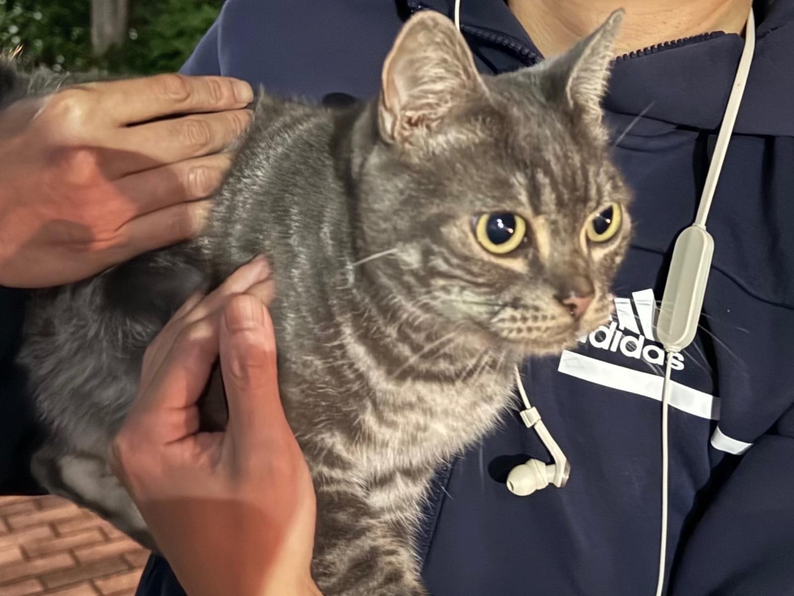 保護された猫 保護された猫