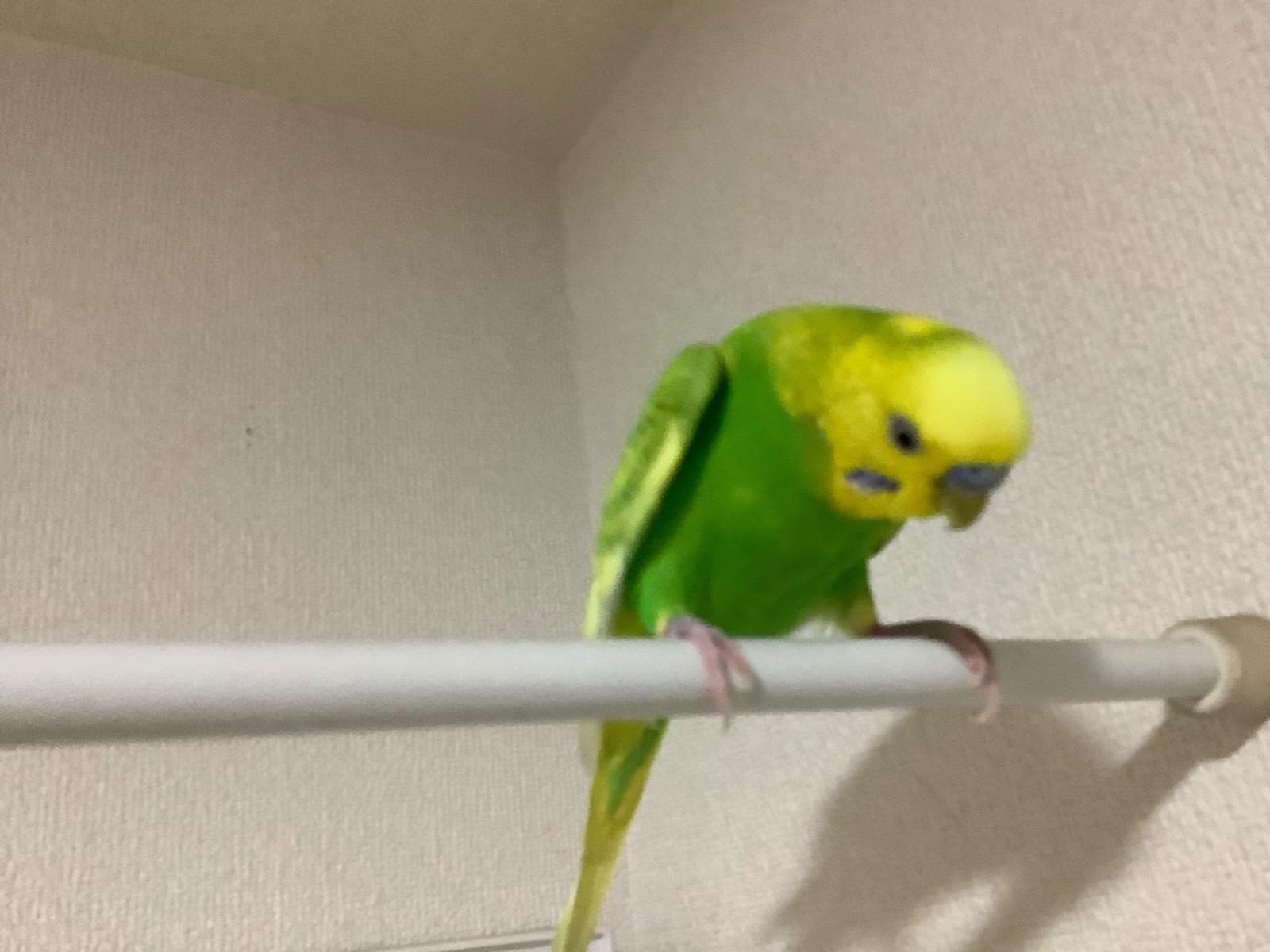 よっちゃん よっちゃん