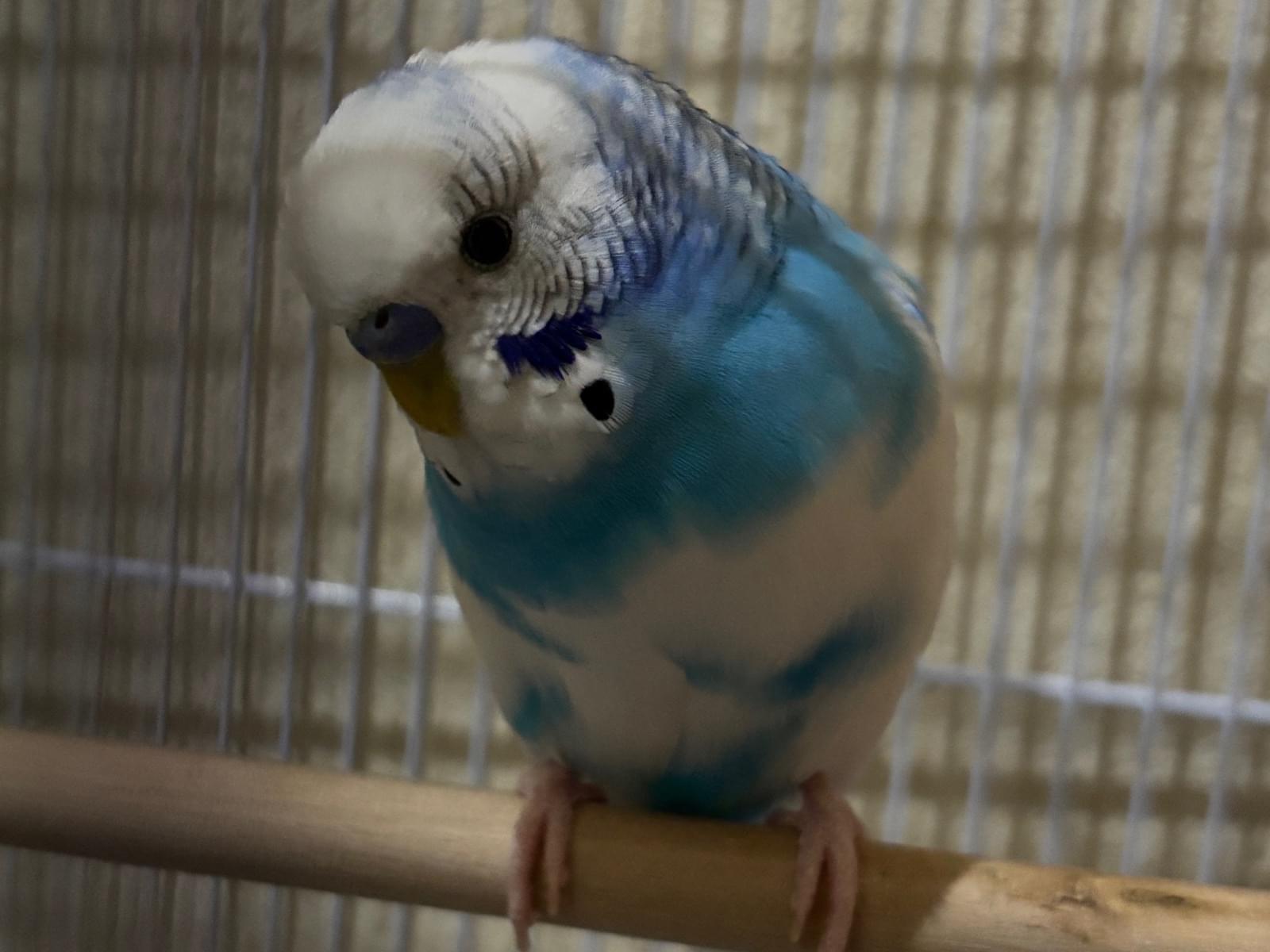 ぴぃーちゃん ぴぃーちゃん