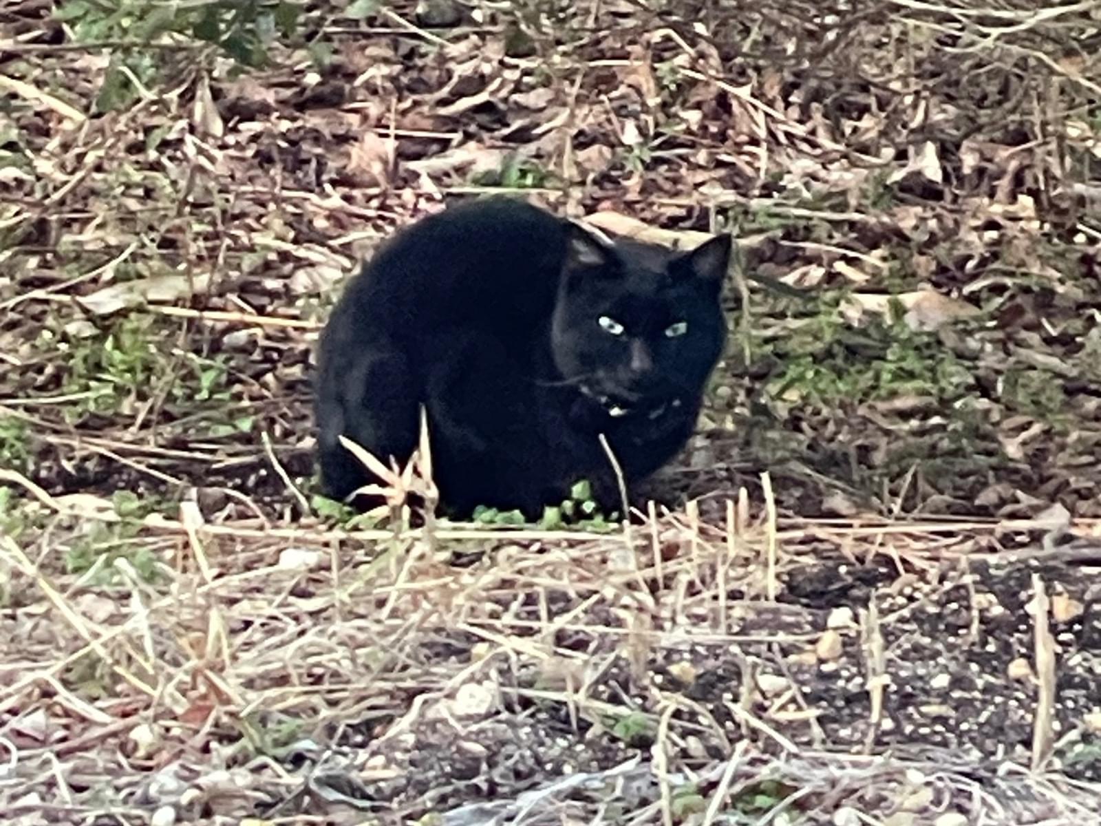 目撃された猫 目撃された猫
