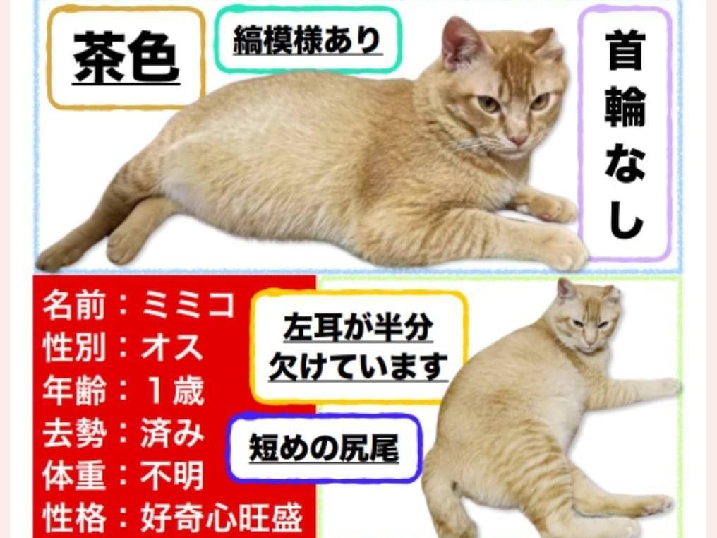 ミミコちゃん ミミコちゃん