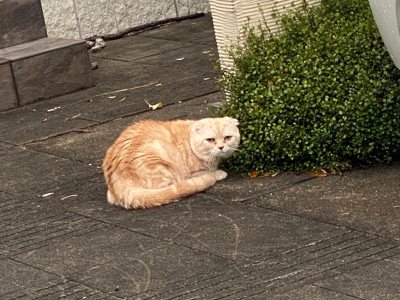 目撃された猫 目撃された猫