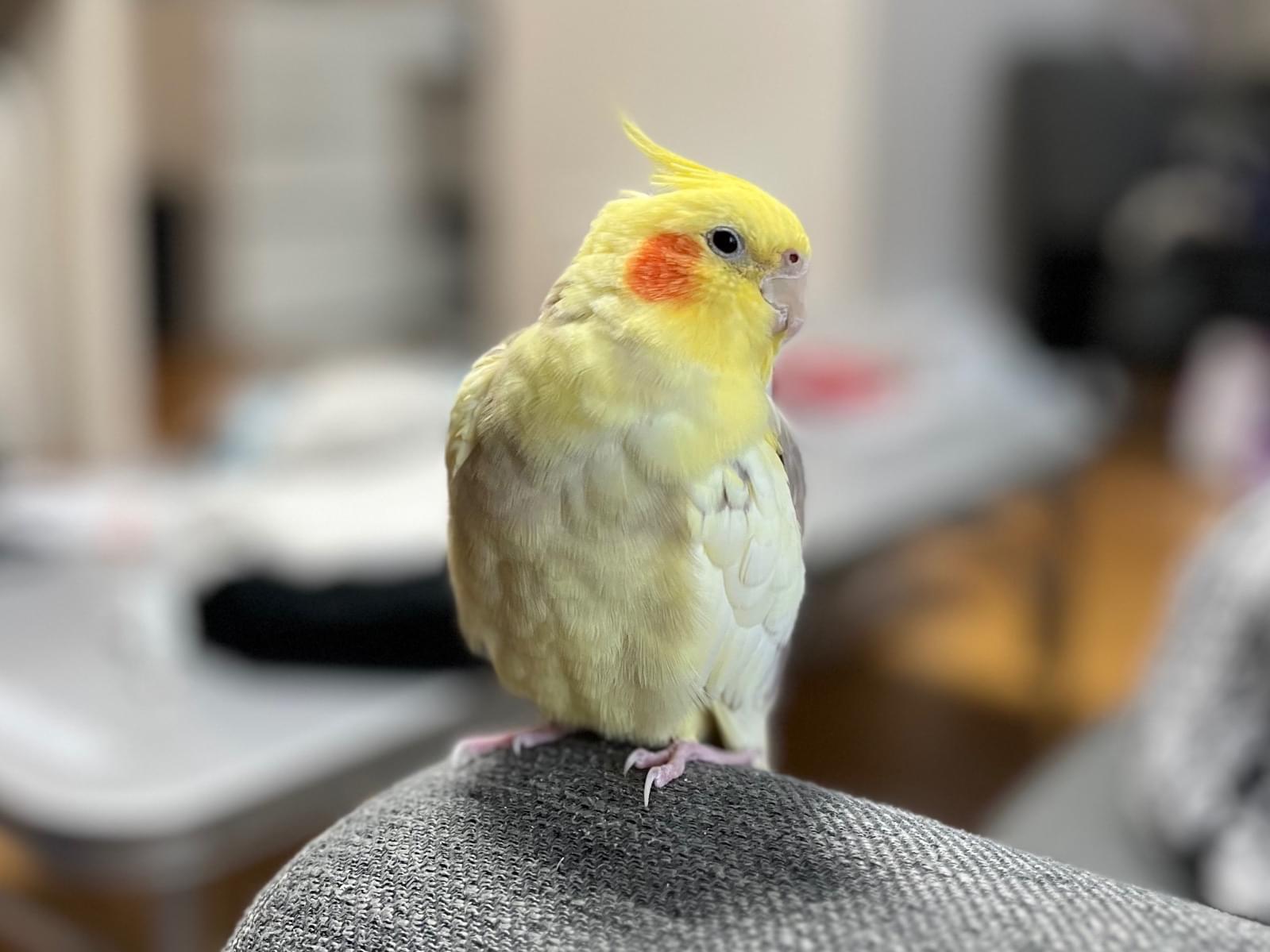 はちちゃん はちちゃん
