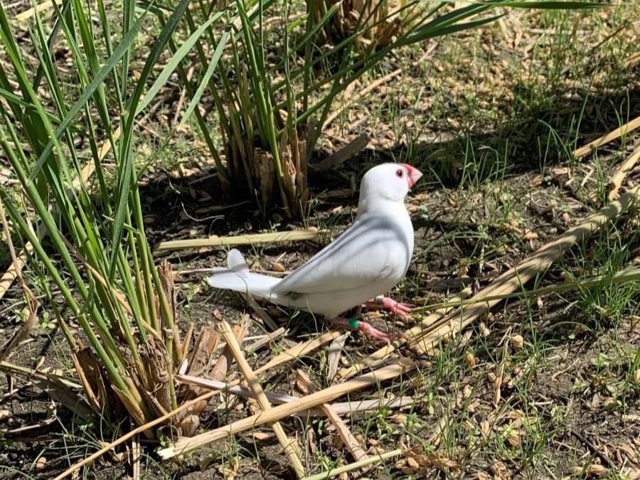 目撃された鳥 目撃された鳥