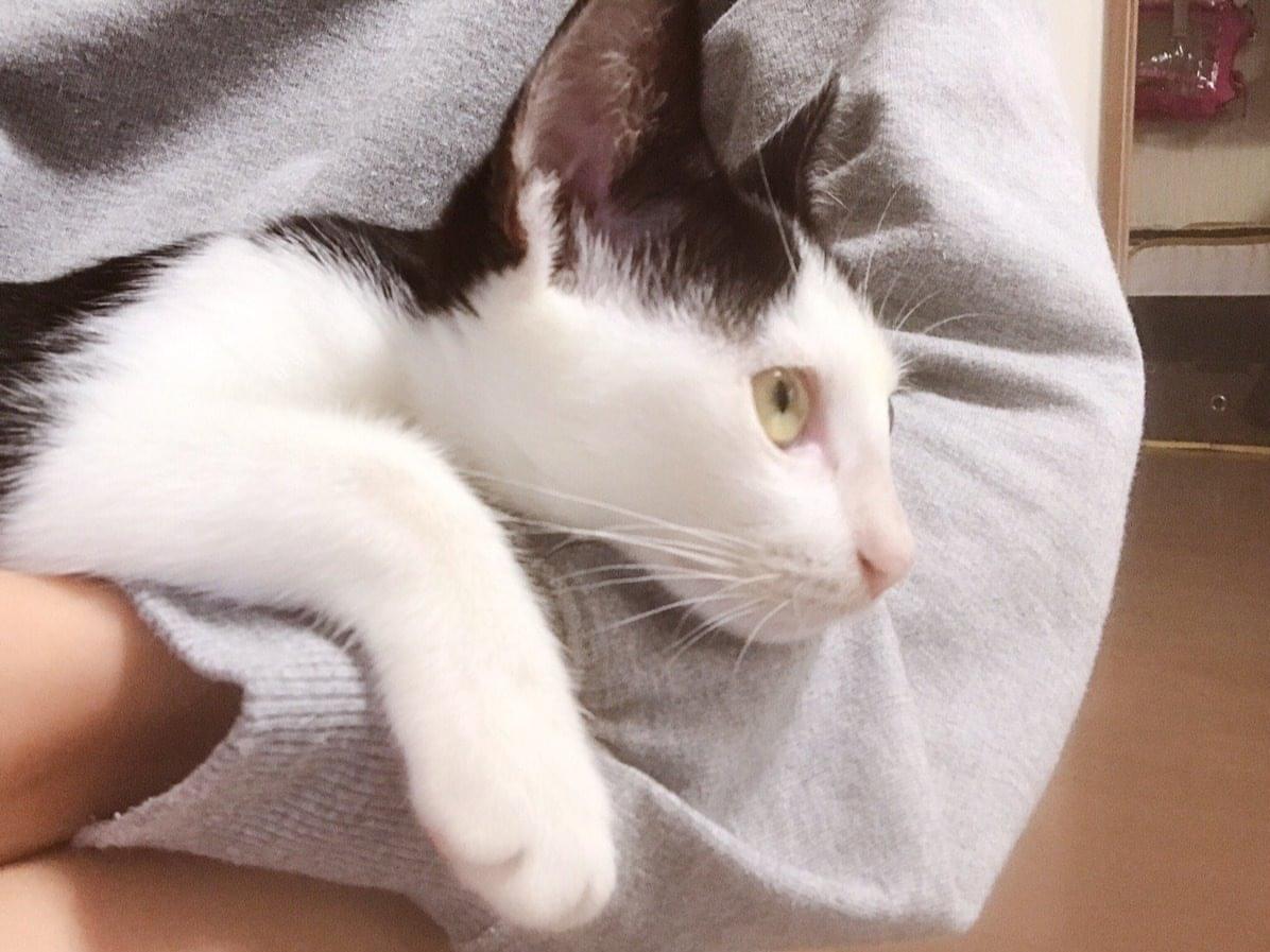-ちゃん -ちゃん