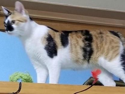 リリーちゃん リリーちゃん