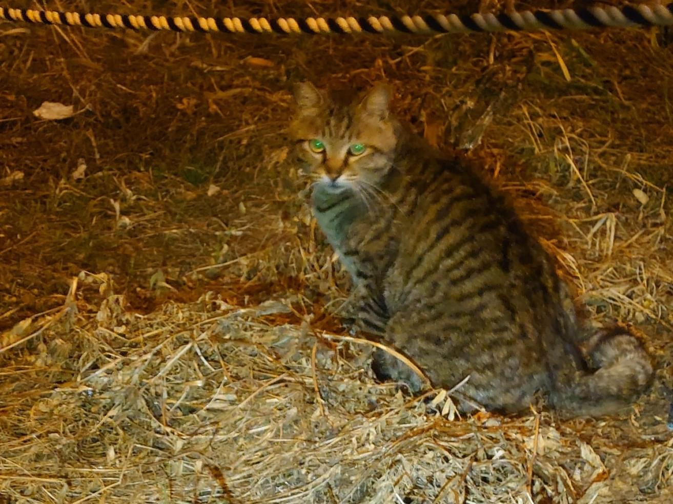 目撃された猫 目撃された猫