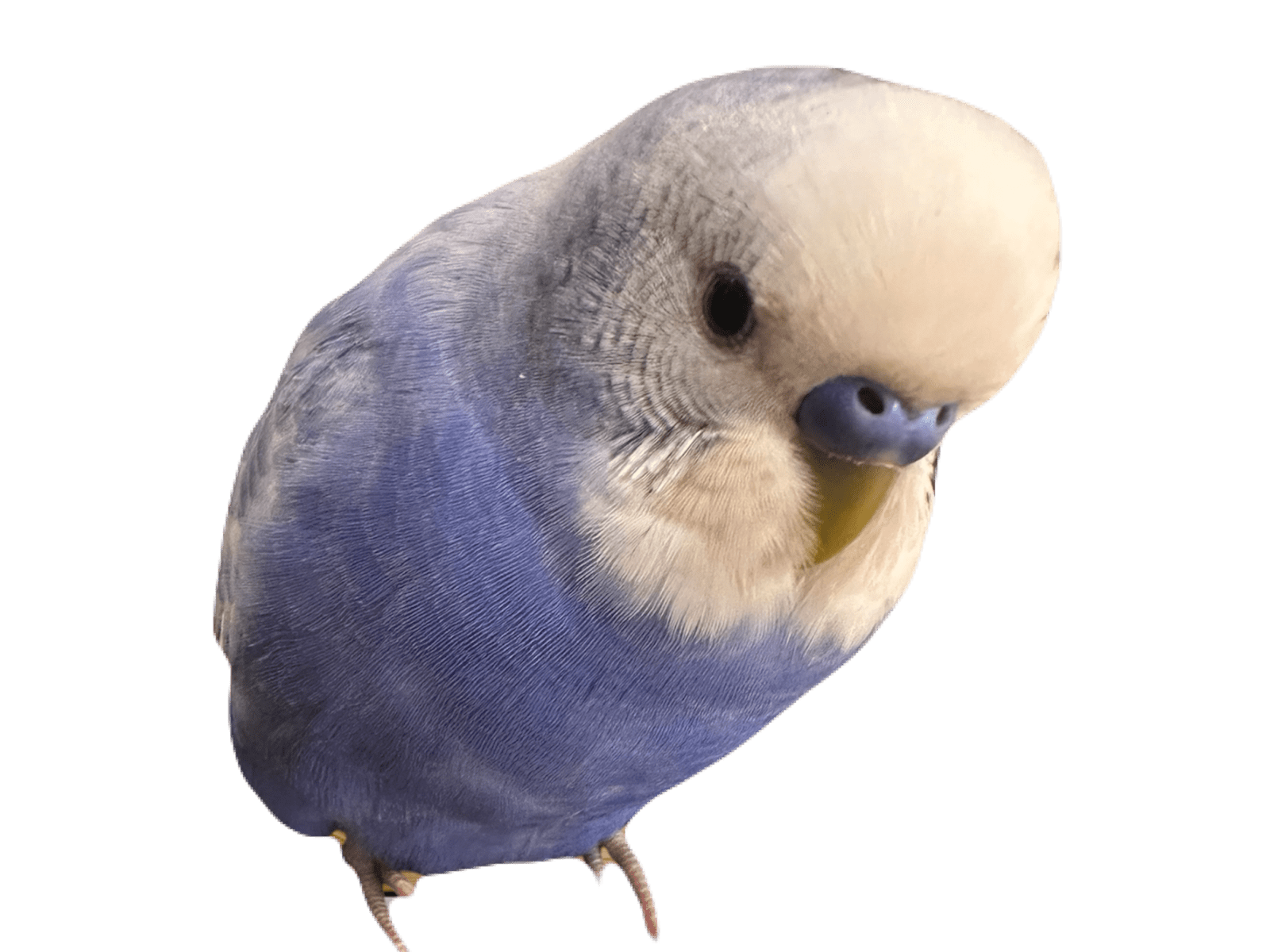 バロちゃん