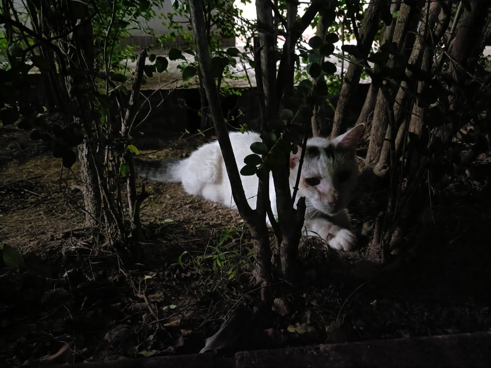 目撃された猫 目撃された猫