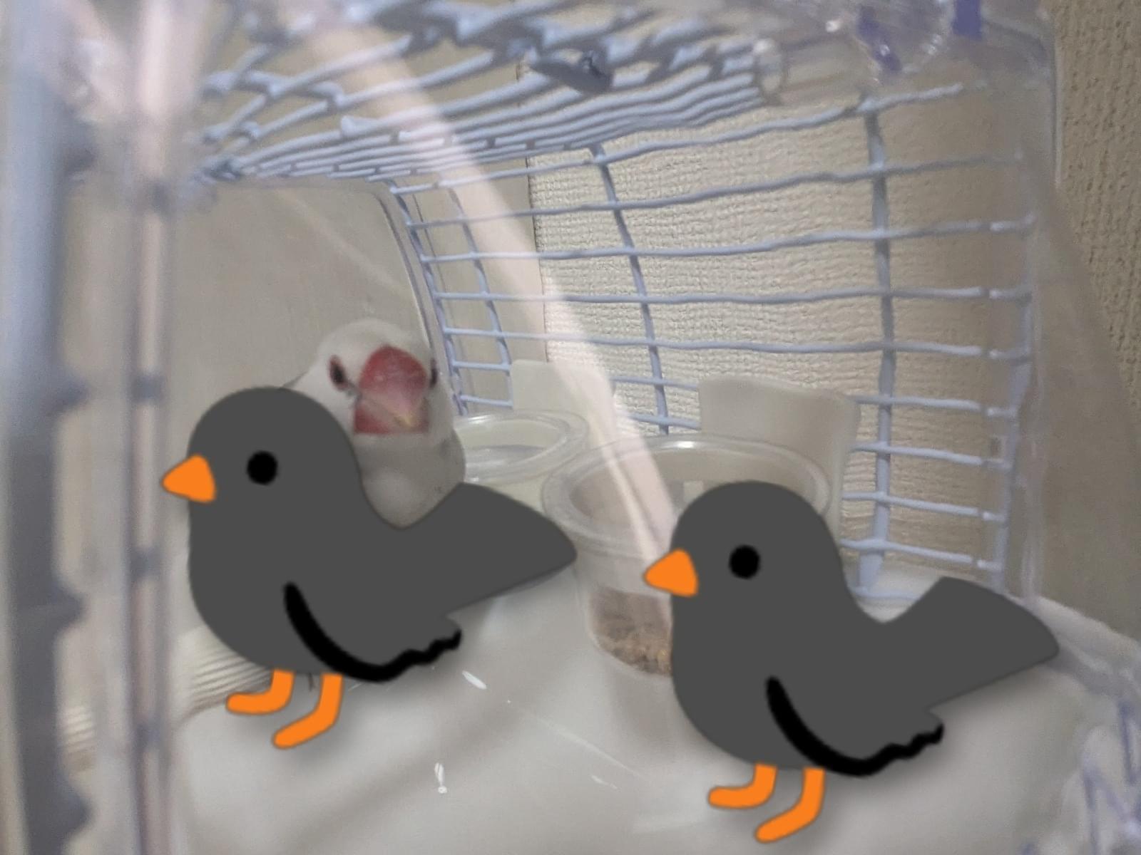 保護された鳥 保護された鳥