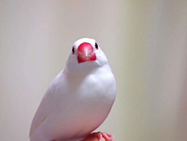 フジちゃん フジちゃん