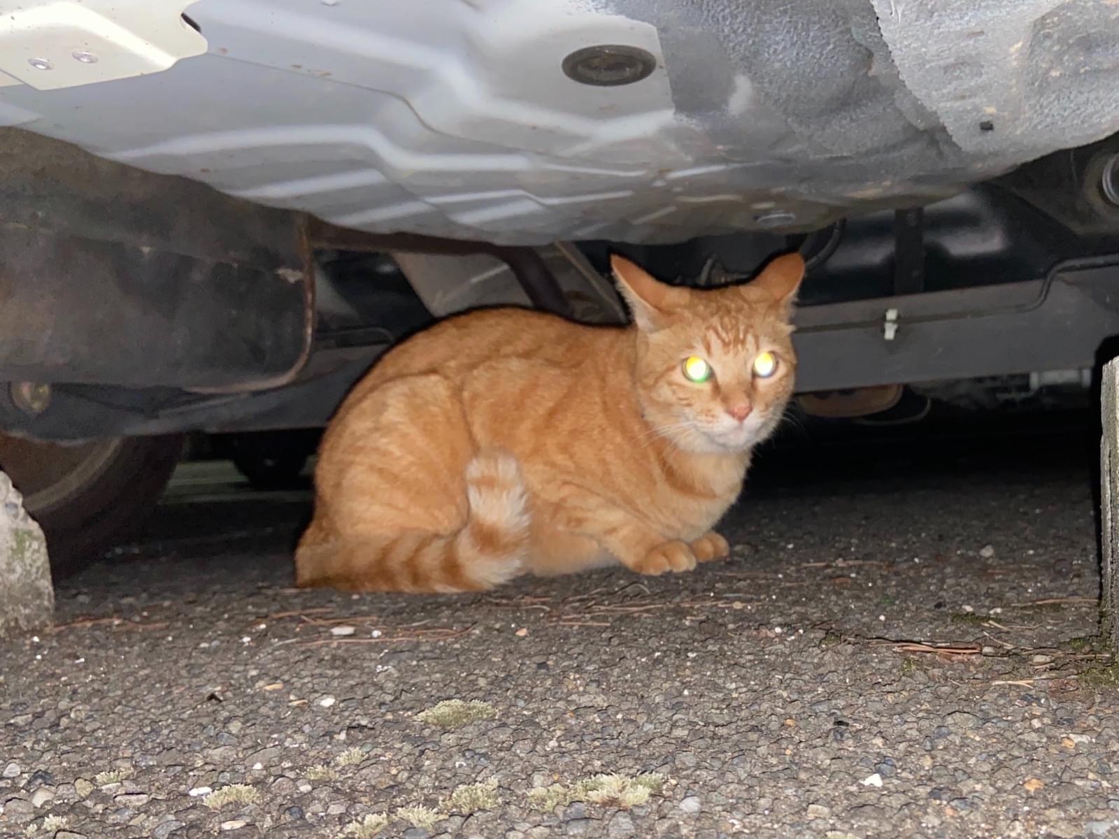 目撃された猫 目撃された猫