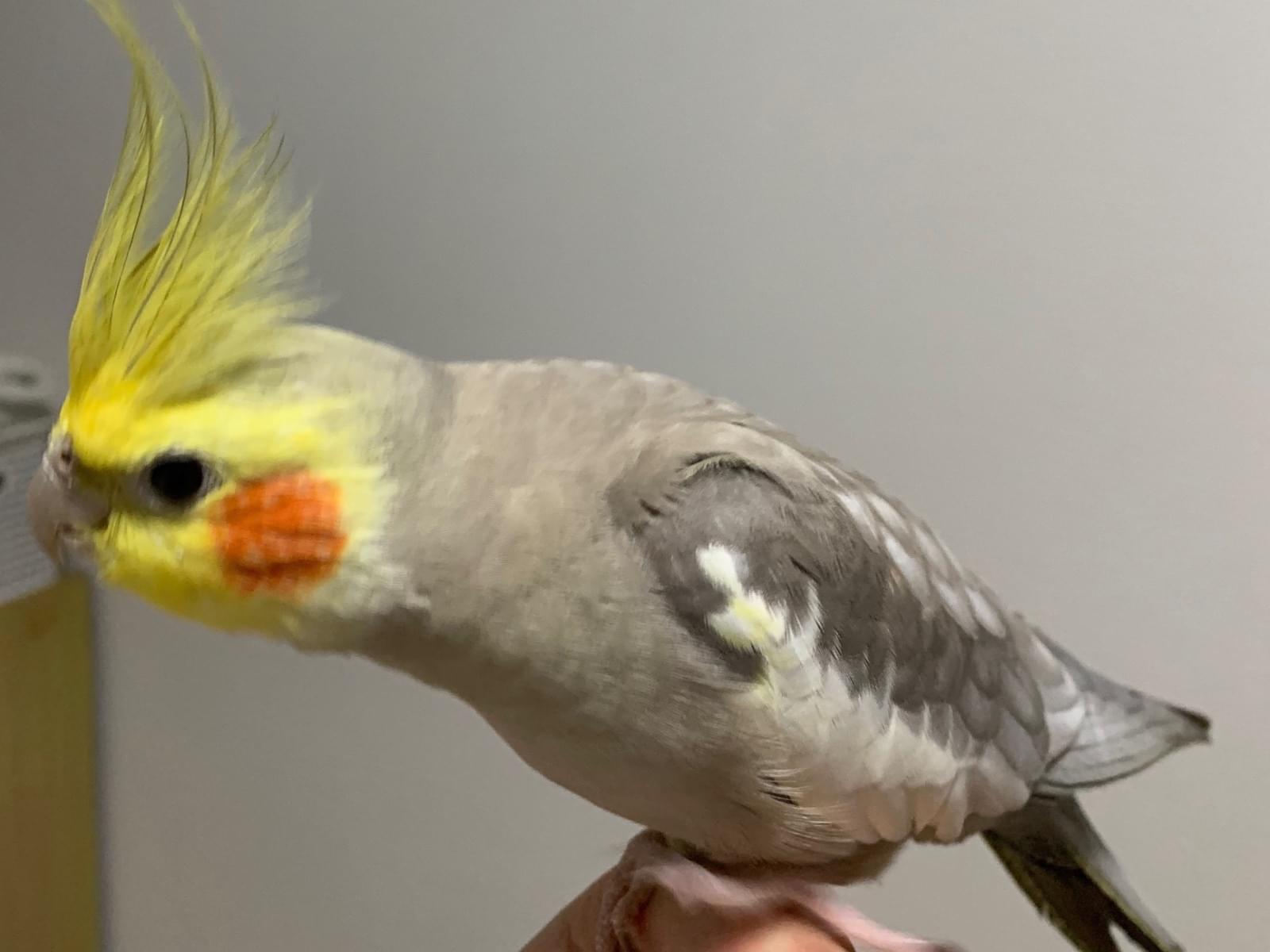 モアちゃん モアちゃん