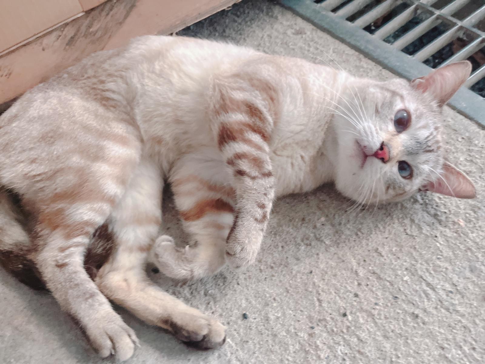 目撃された猫 目撃された猫