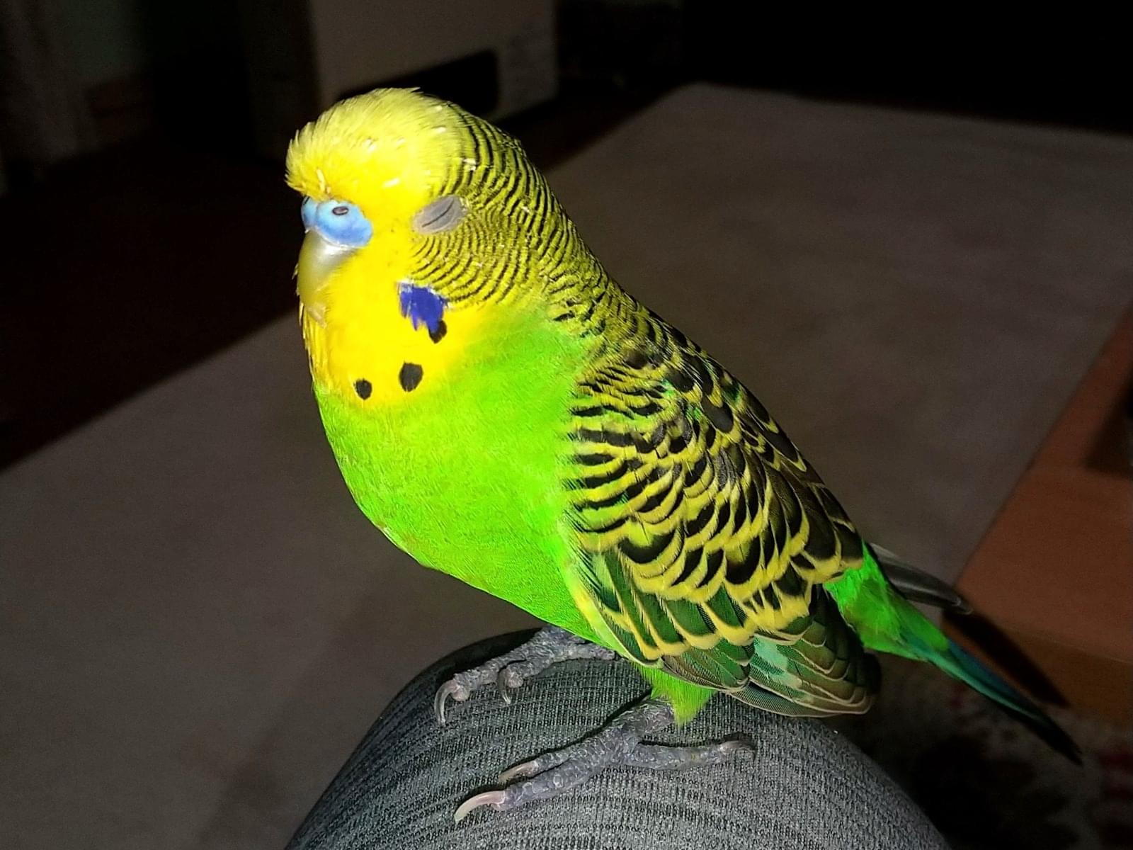 がっちゃん がっちゃん