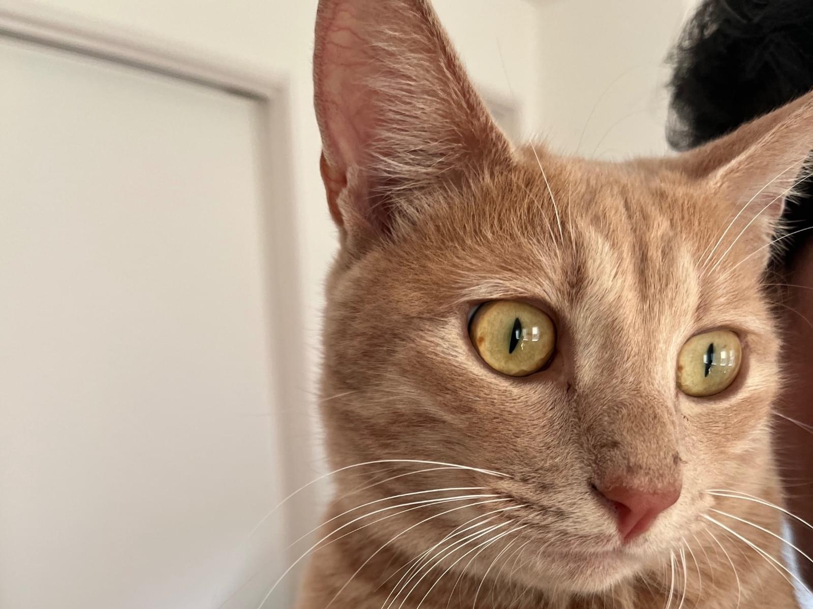 保護された猫 保護された猫