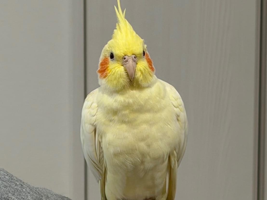 きぃちゃん