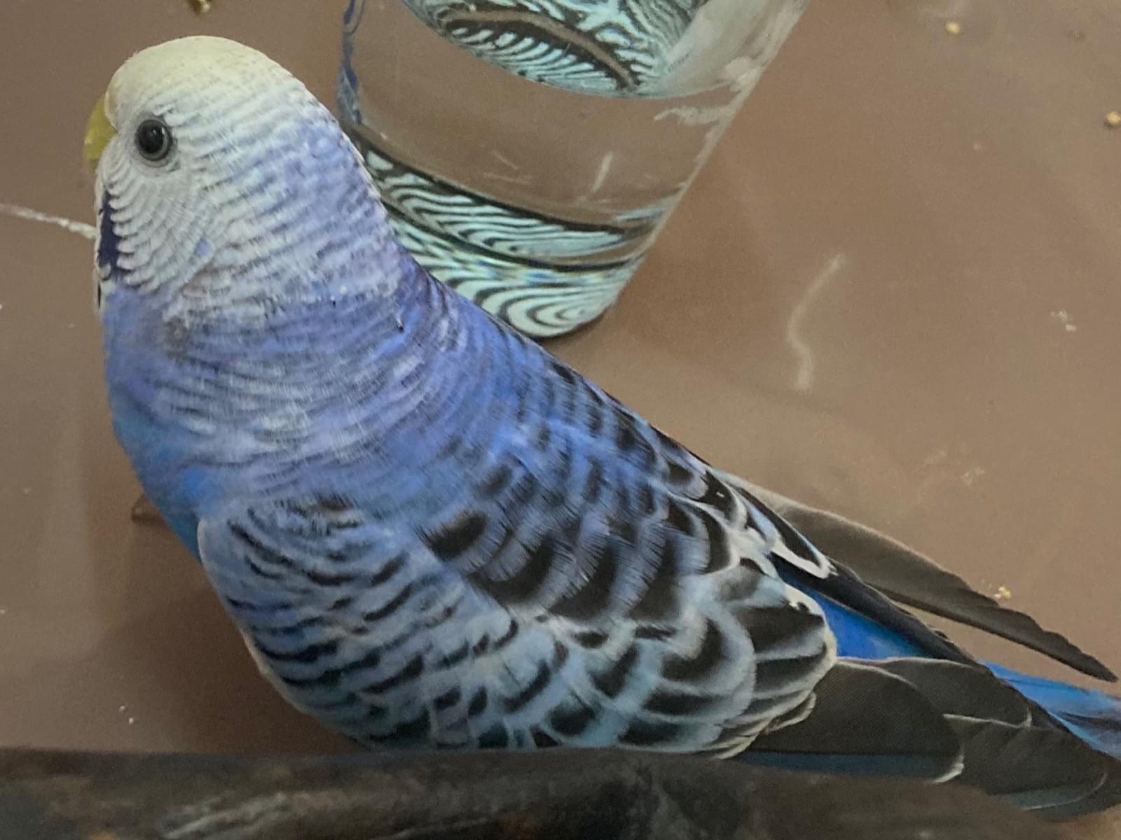 保護された鳥 保護された鳥