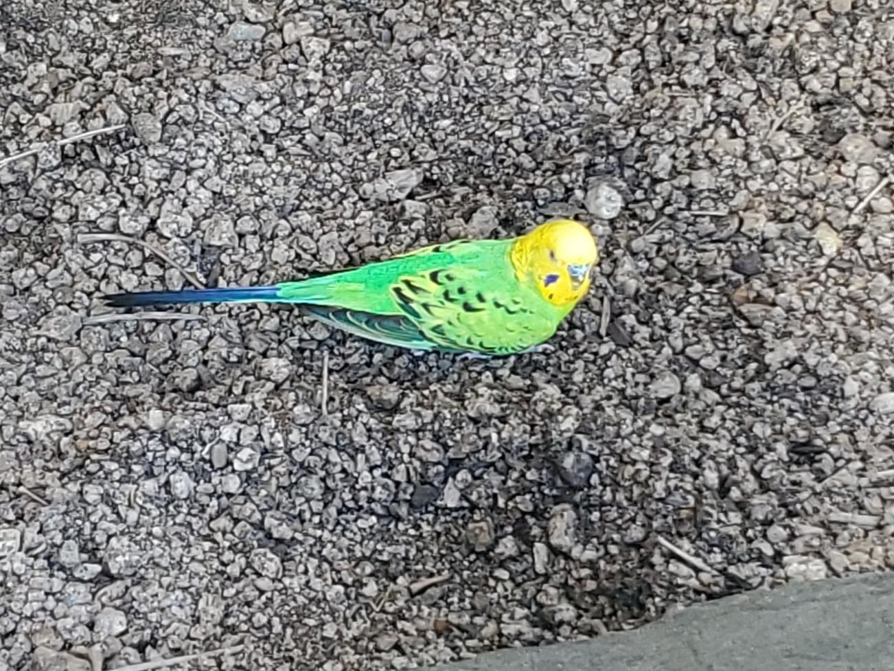 目撃された鳥 目撃された鳥
