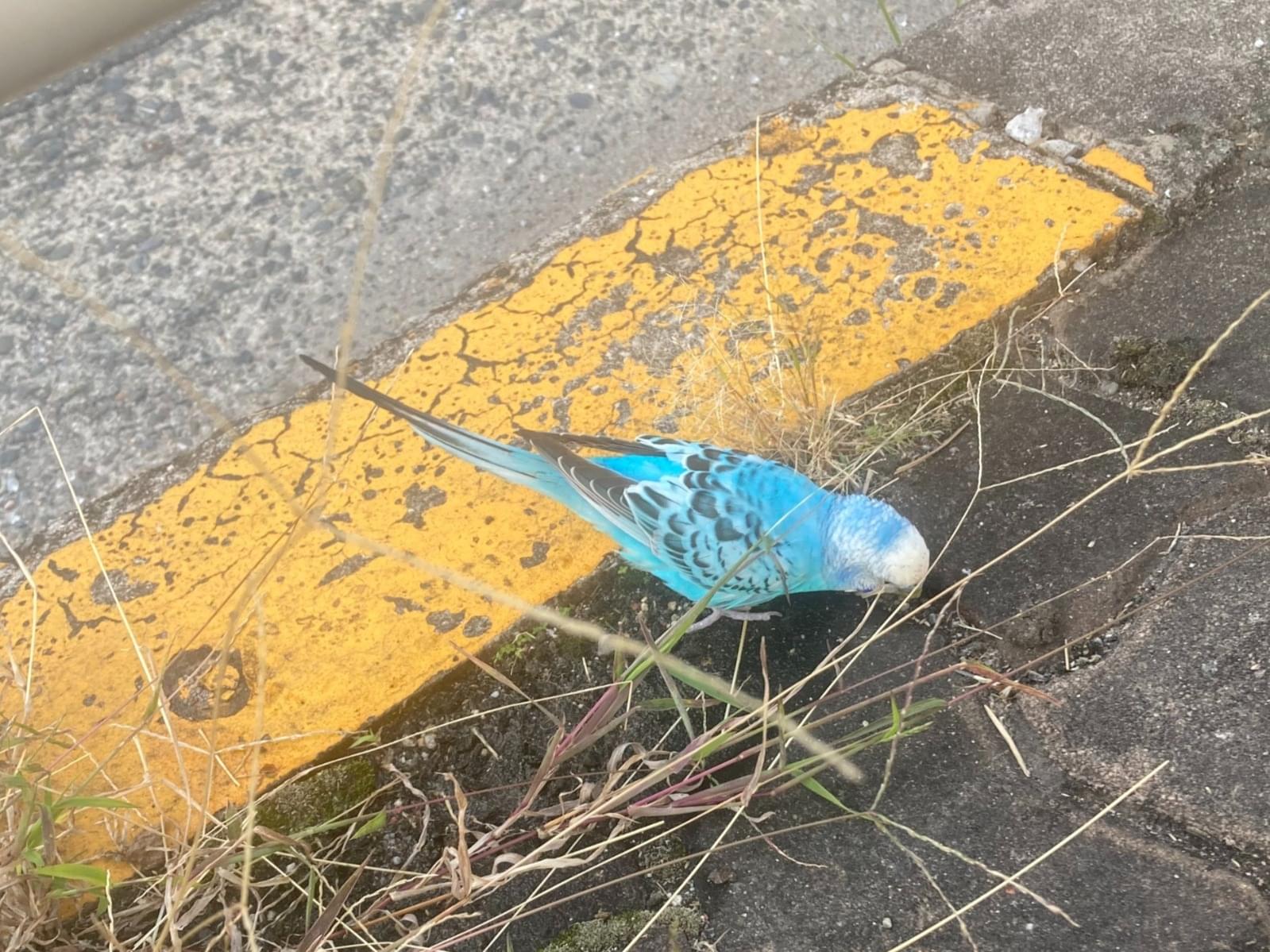 保護された鳥 保護された鳥