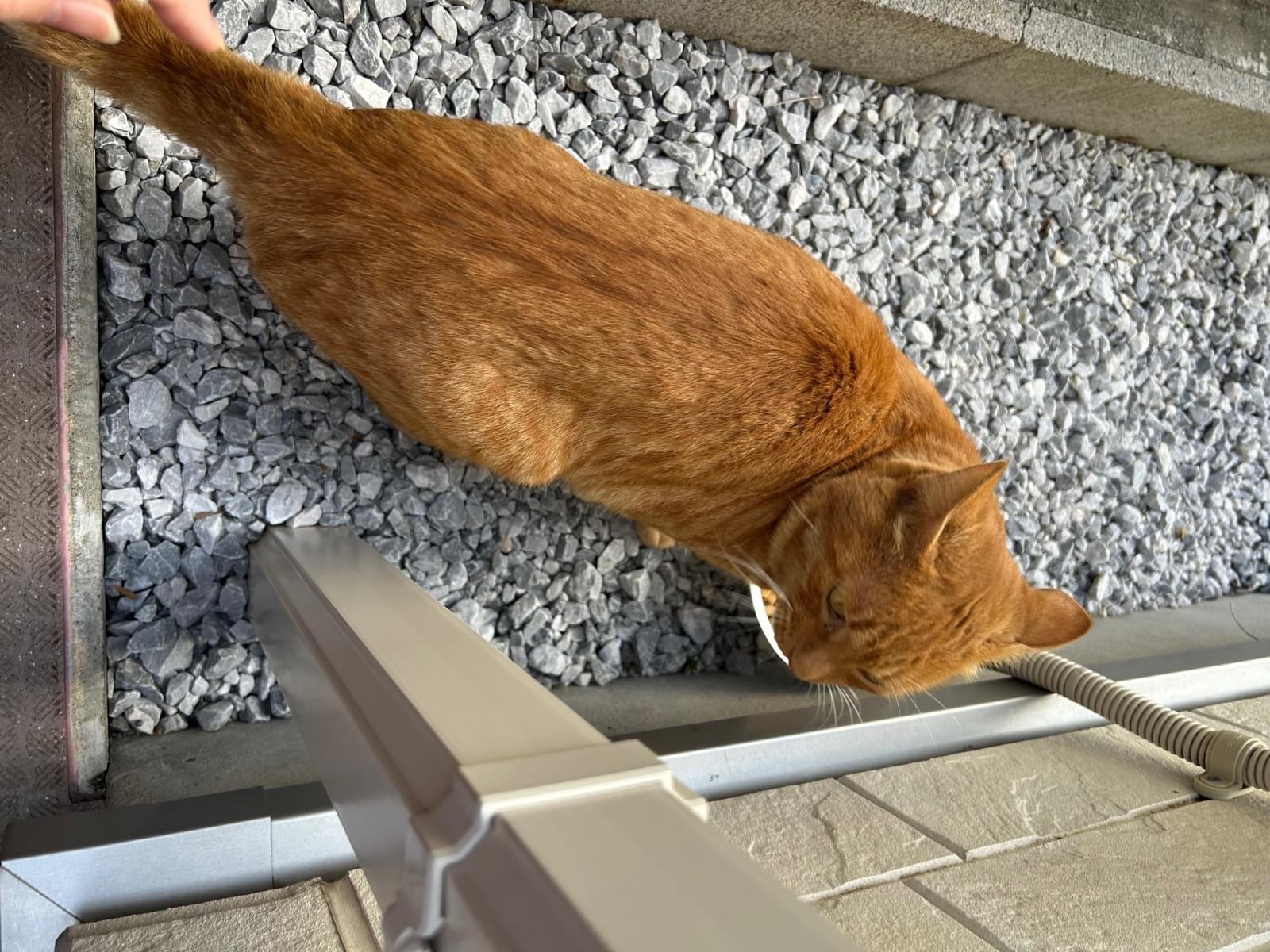 目撃された猫 目撃された猫