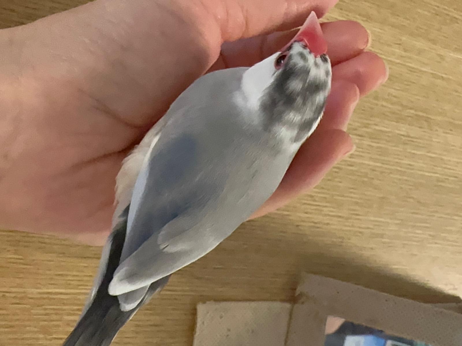 きなこちゃん きなこちゃん