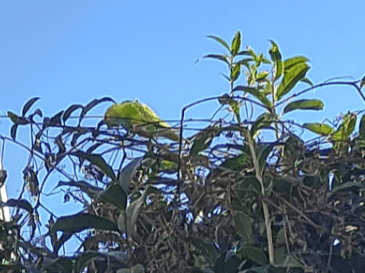 目撃された鳥 目撃された鳥