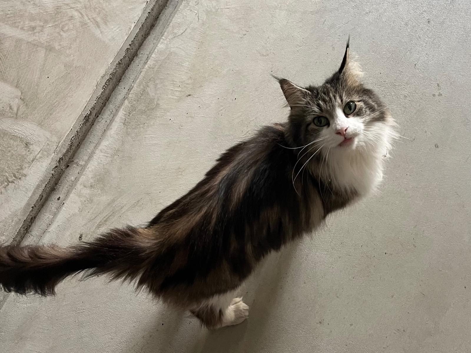 目撃された猫