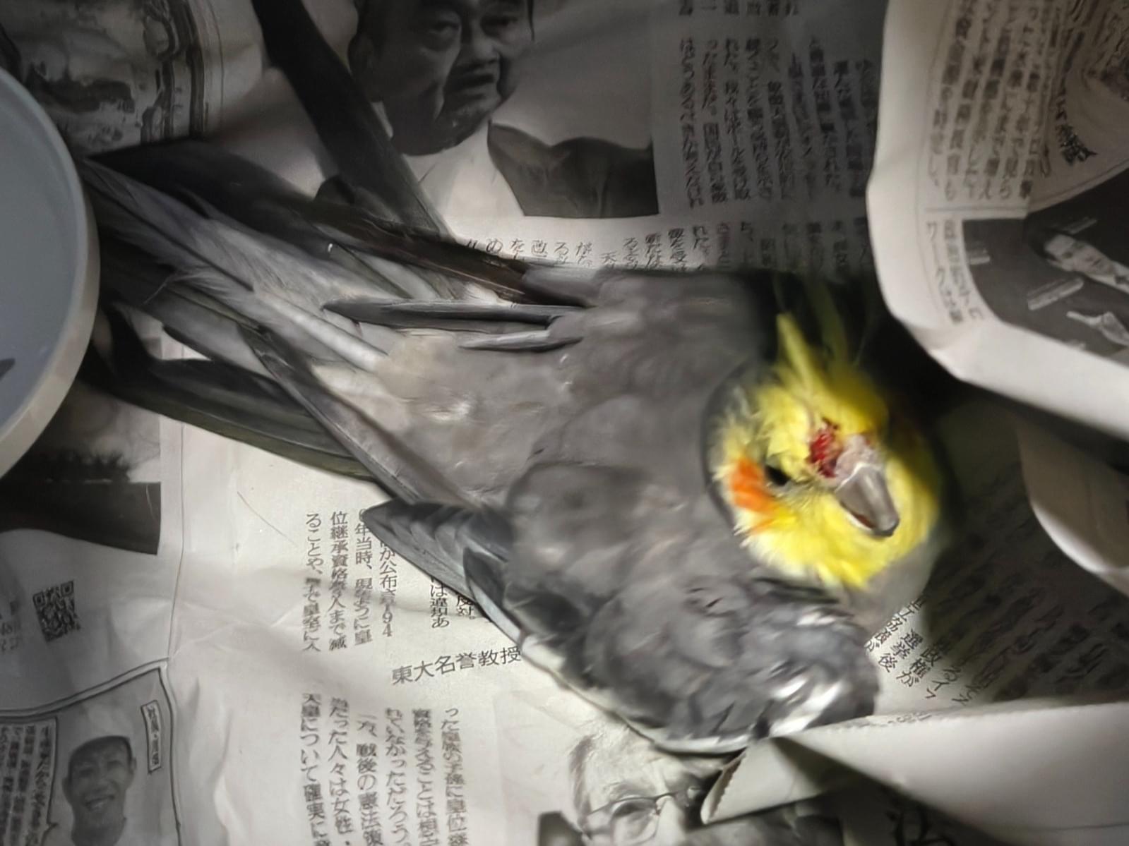保護された鳥 保護された鳥