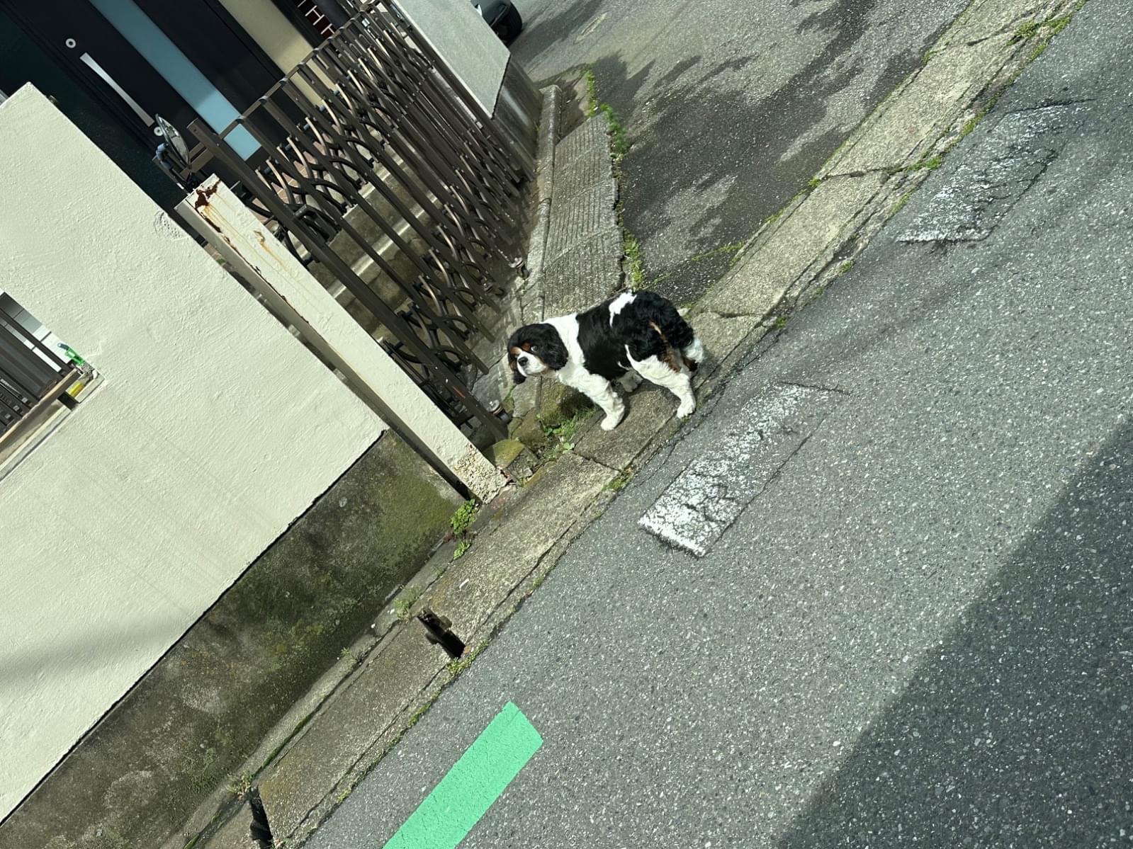 目撃された犬 目撃された犬
