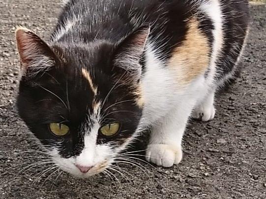 迷子になった猫 迷子になった猫
