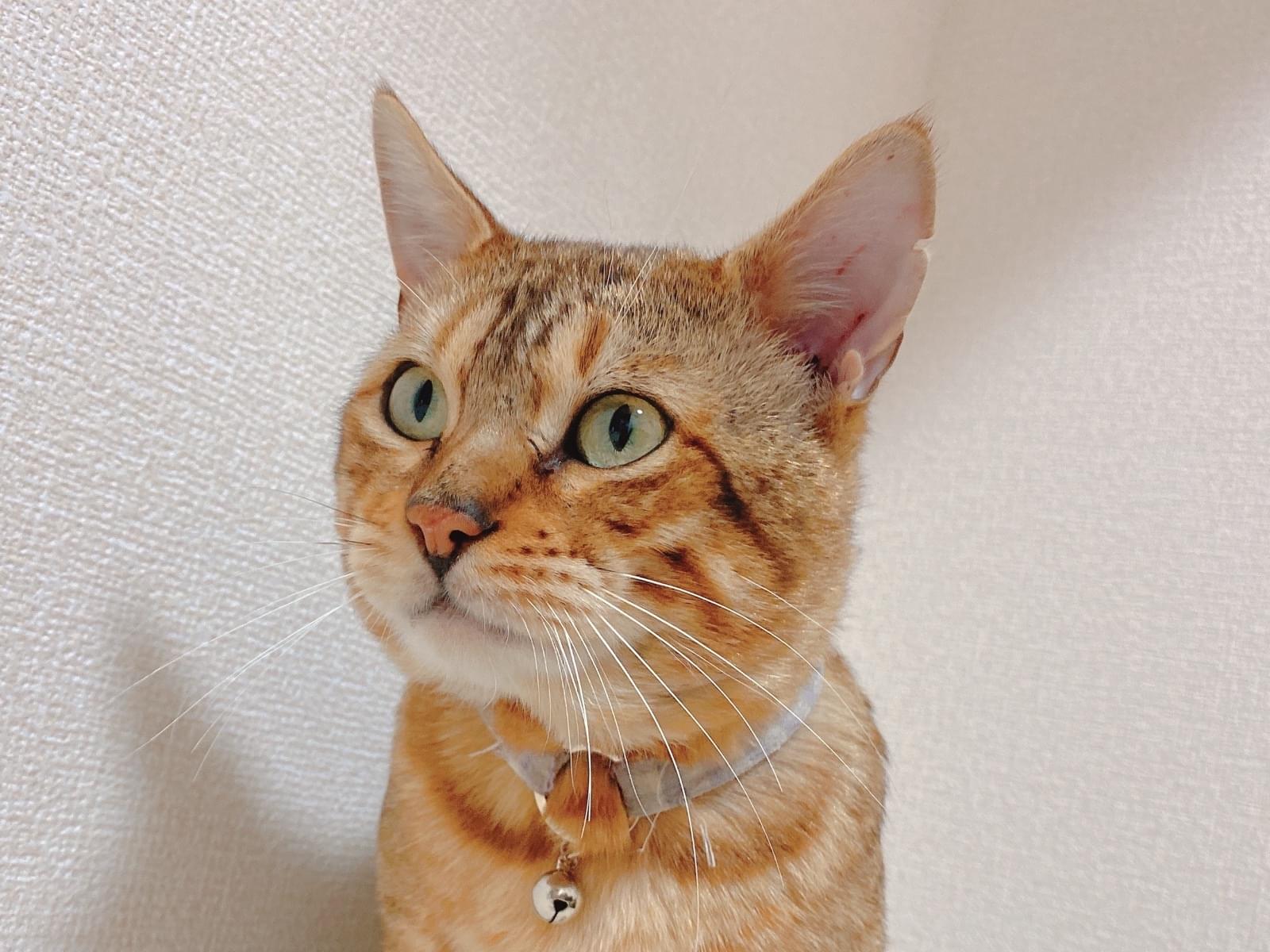 レオちゃん レオちゃん