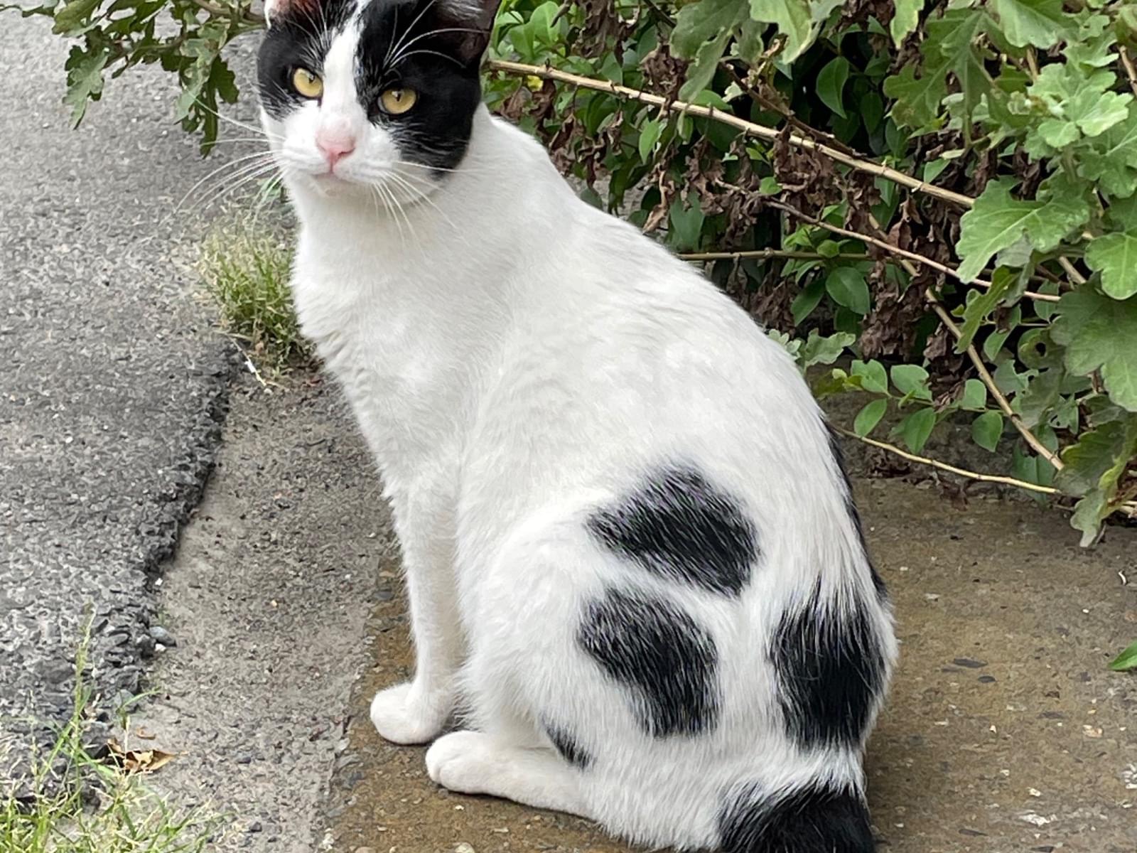 保護された猫 保護された猫