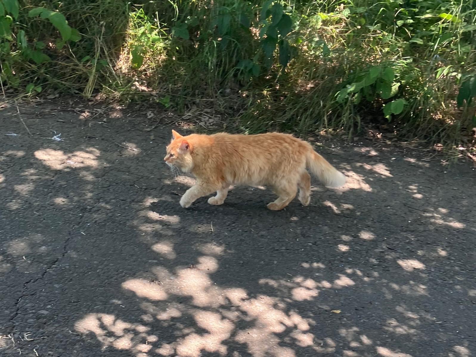 目撃された猫 目撃された猫