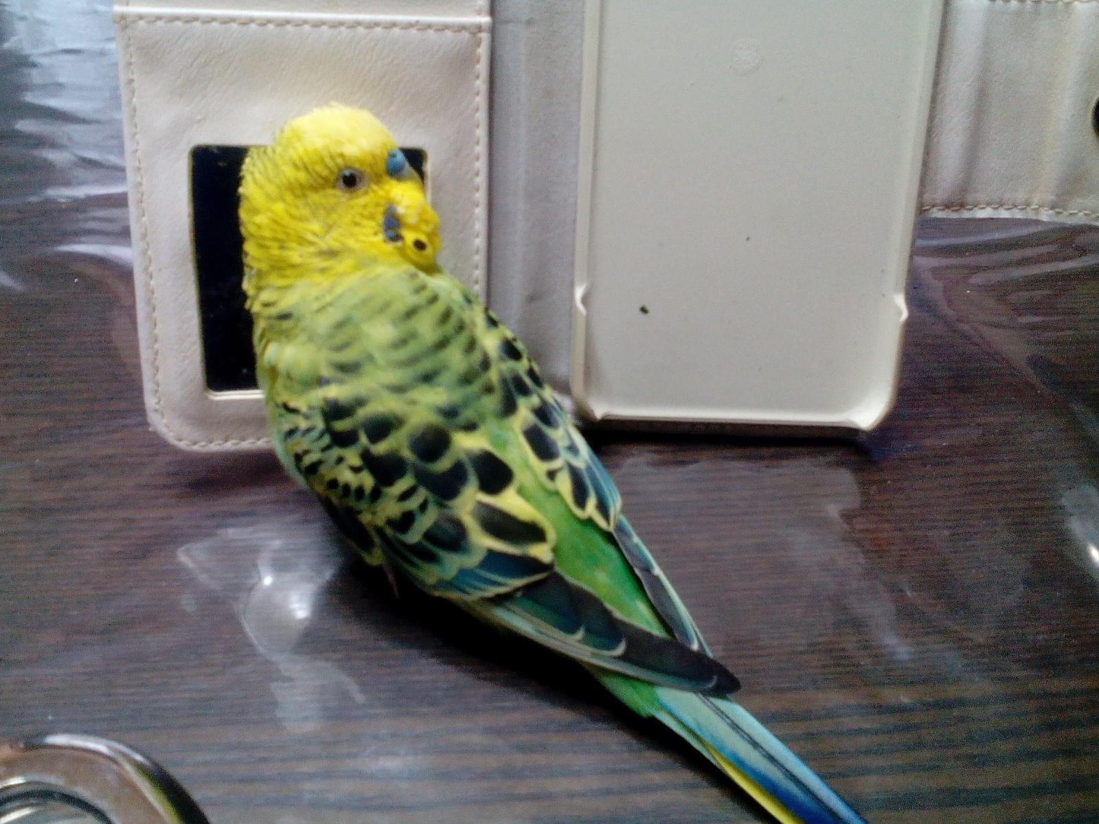 ぴーちゃん ぴーちゃん