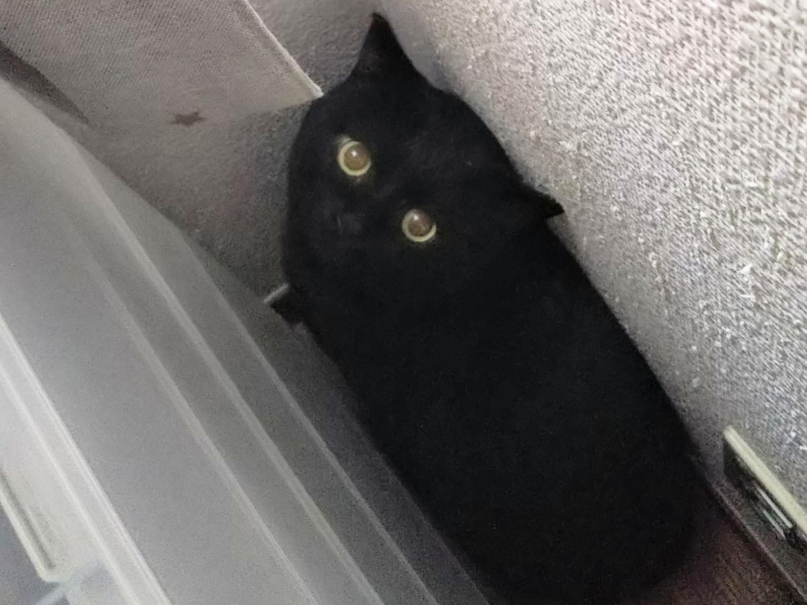 くろちゃん くろちゃん
