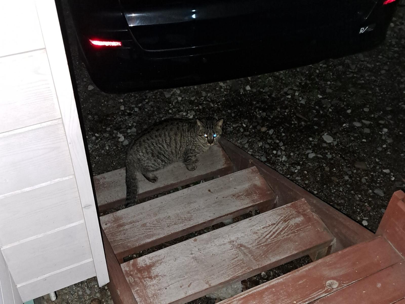 目撃された猫 目撃された猫