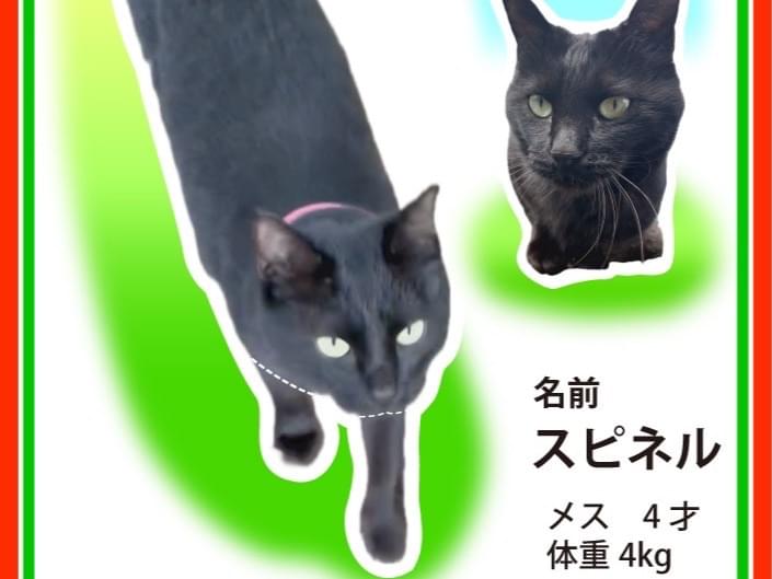 スピネルちゃん スピネルちゃん