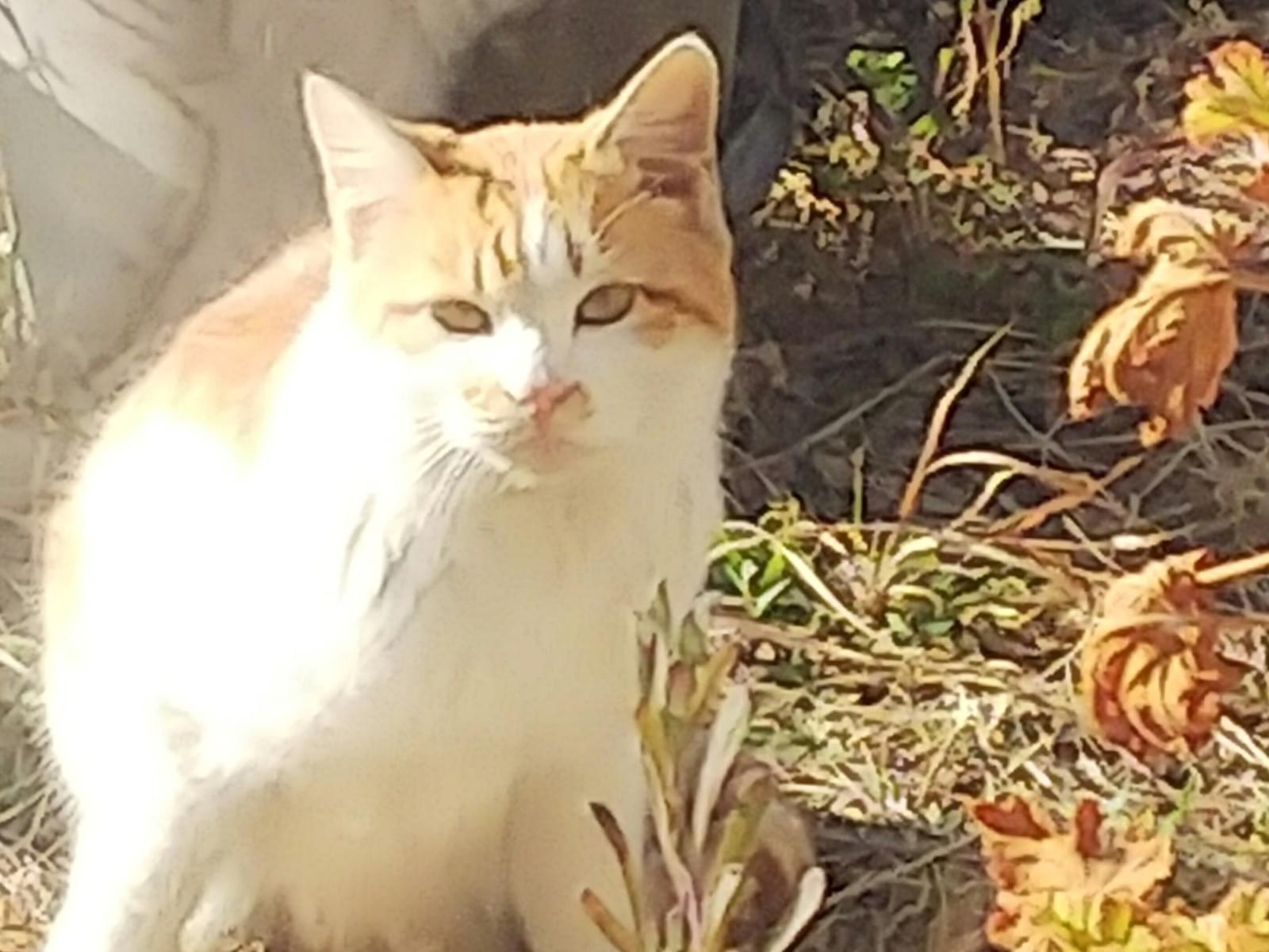 目撃された猫 目撃された猫