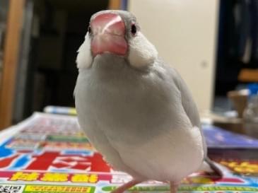 ぽんちゃん ぽんちゃん