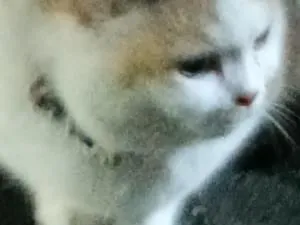 鈴を付けた三毛猫