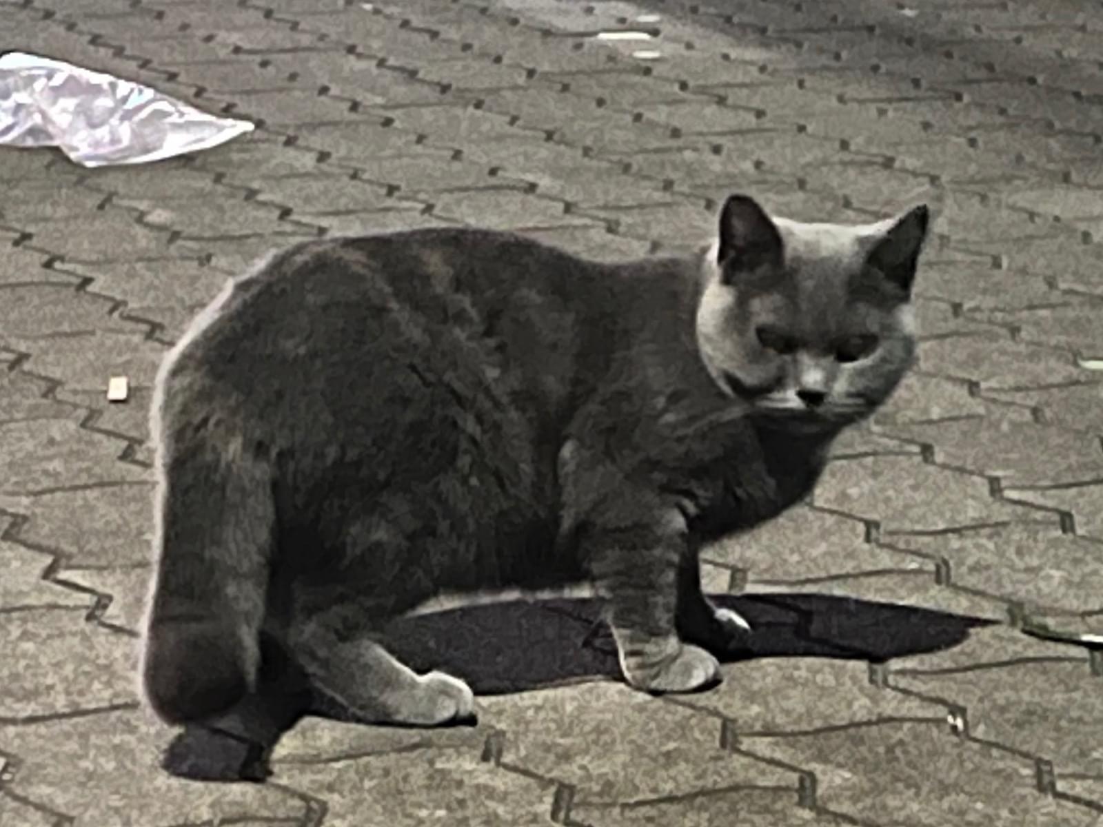 目撃された猫 目撃された猫