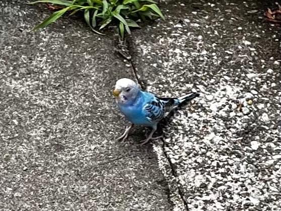 目撃された鳥 目撃された鳥