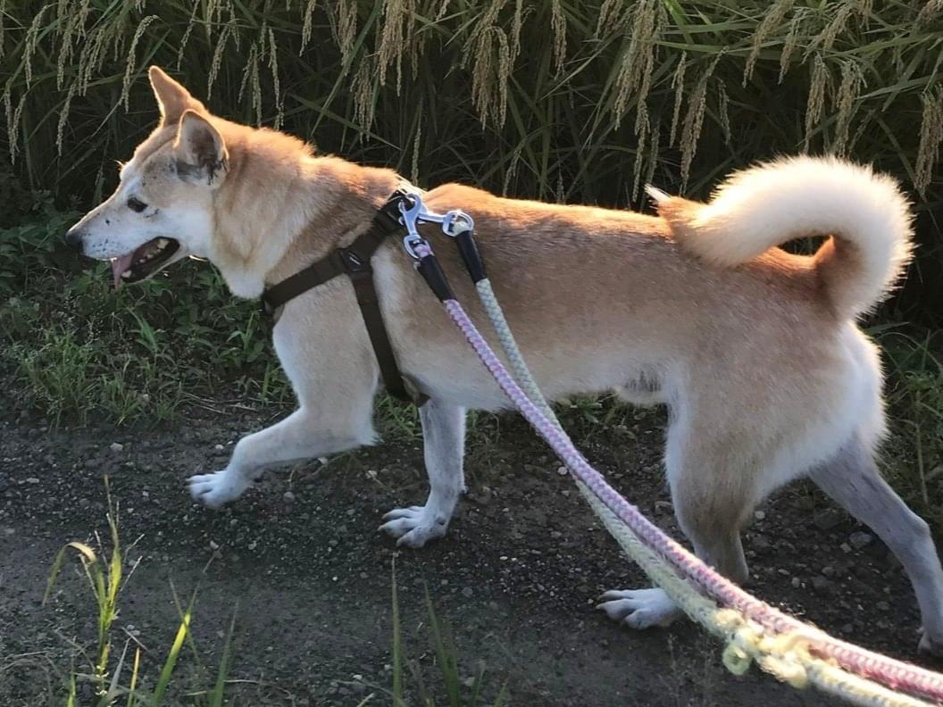むさしちゃん むさしちゃん