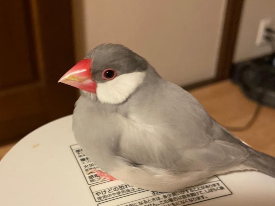 ブンちゃん ブンちゃん