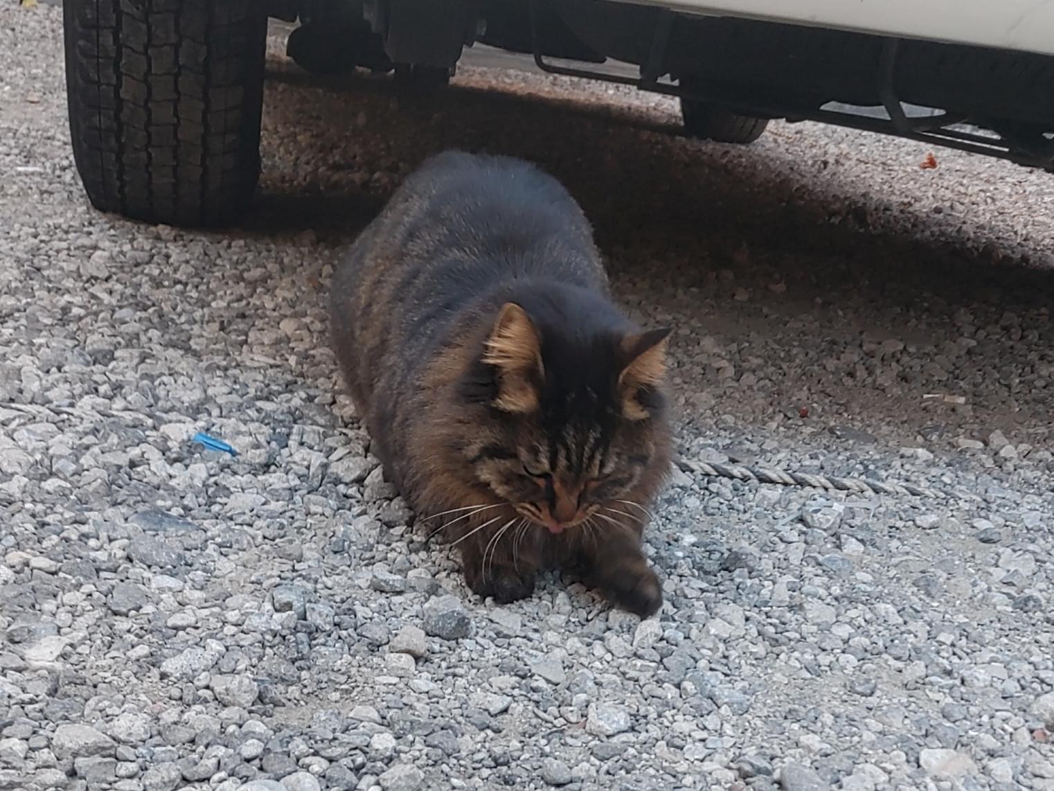 目撃された猫 目撃された猫