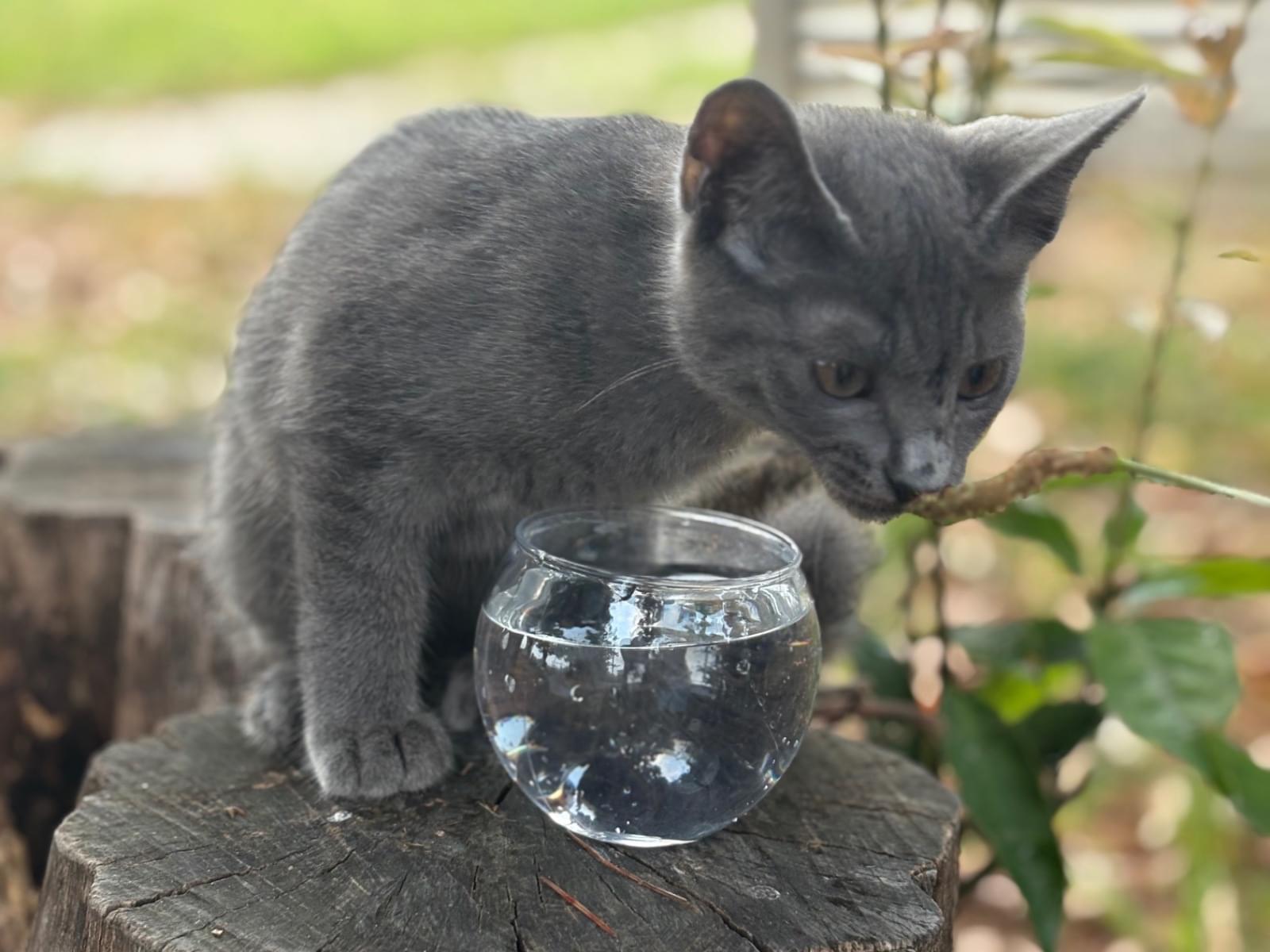 目撃された猫 目撃された猫