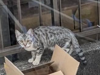 保護された猫